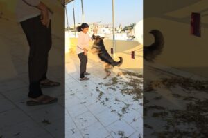 Germen shephard playing #dog #animals #dogs #pets #friends #fun #play #viral #trending #manjulapatel