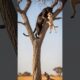 “Giraffe Saves Puppy from Black Cheetah Attack | Unbelievable Wildlife Rescue!” #funny #animals #ai