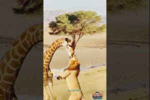 Giraffe attack Lion Never Dares Again 😱🦒🦁 #animalfight #natureshorts