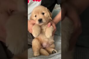 Golden Retriever Puppies Cuteness Are On Another Level 😍🔥