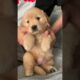 Golden Retriever Puppies Cuteness Are On Another Level 😍🔥