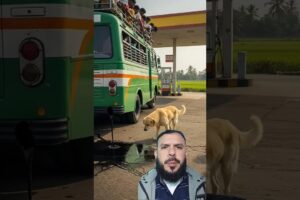 Golden Retriever Saves Bus Passengers' Lives #dog #puppy #goldenretriever #rescue #animals