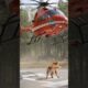 Golden retriever save helicopter and pilot 🧑‍✈️  #goldenretriever #rescue #helicopter #doggielife