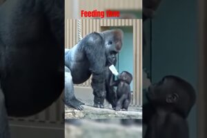 Gorilla playing with baby #animals #gorilla #funny #zoo #wildlife #dogs #youtubeshorts #shorts #yt
