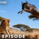 Greatest Fights In The Animal Kingdom |  When Lion Attack #natureanimaldocumentary