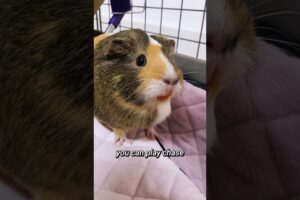 Guinea Pig Play Time: 3 Awesome Activities to Keep Your Piggies Happy!  #shorts | GuineaDad School