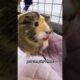 Guinea Pig Play Time: 3 Awesome Activities to Keep Your Piggies Happy!  #shorts | GuineaDad School