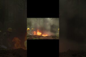 🐶👷 Hard Hat Pups’ First Forest Dig | Cute Puppies Disturb a Hidden Animal Surprise!