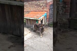 He Endured Unimaginable Neglect Until One Rescue Changed the Rest of His Life Forever