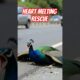 Heart-Stopping Moment: Man Rescues Hurt Peacock on Highway