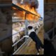 “Hero Dog Tries to Save Sheep From a Massive Barn Fire!” #animals #rescuestory