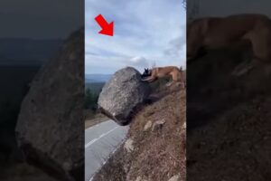 Hero K9 Saves cat Puppy #dog #rescue #pets #cat