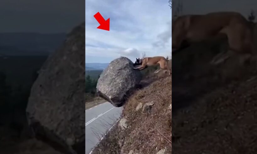 Hero K9 Saves cat Puppy #dog #rescue #pets #cat