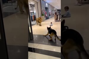 Heroic German Shepherd Saves Baby from Lion Attack in Shopping Mall 🦁🐶  Real Life Rescue Moment!