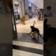 Heroic German Shepherd Saves Baby from Lion Attack in Shopping Mall 🦁🐶  Real Life Rescue Moment!