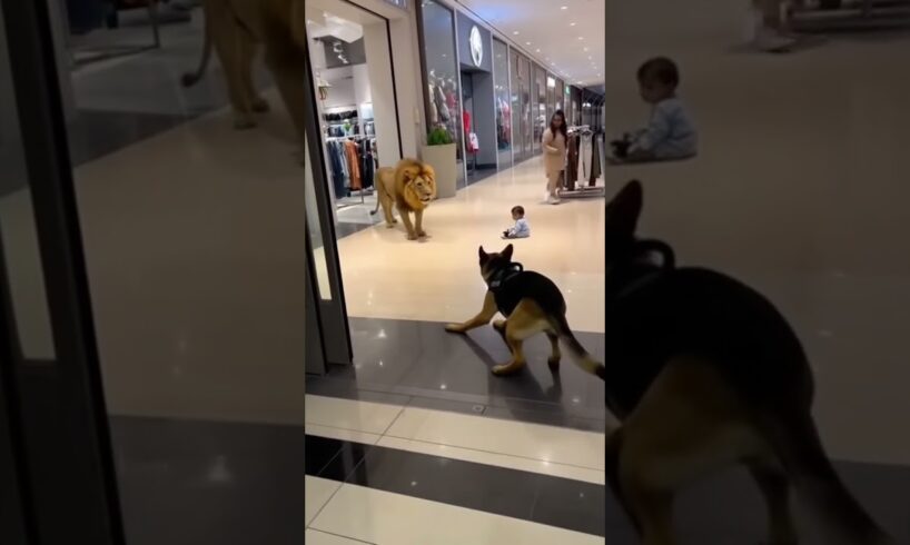 Heroic German Shepherd Saves Baby from Lion Attack in Shopping Mall 🦁🐶  Real Life Rescue Moment!