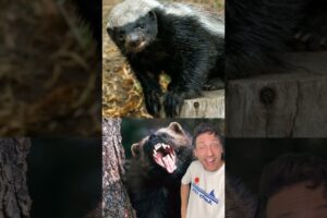 Honey Badger Vs. Wolverine