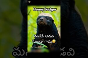 Honey badger మనోడే అడవి గూండా గాడు 🤣 #shorts #wildlife