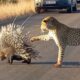 Hungry Leopard Gets Defeated By Prickly Porcupine