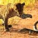 Hungry Leopard vs Monitor Lizard Fight! Animal Fights