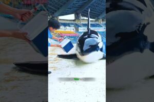 Hungry orca 🐬 wants the whole bucket 🪣 #shorts