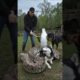 Husky Freed from Python by Farmer and Rottweiler! #rescue #animals #dog