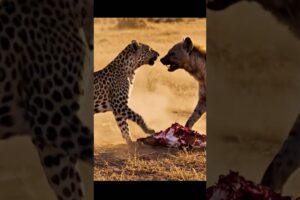 *Hyena vs Leopard* "Wildlife Attack Moments | Epic Animal Fights & Survival | Beast Battle Shorts"