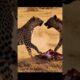 *Hyena vs Leopard* "Wildlife Attack Moments | Epic Animal Fights & Survival | Beast Battle Shorts"