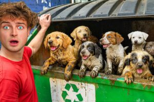 I Found 10 Lost Puppies in a Dumpster!