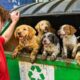 I Found 10 Lost Puppies in a Dumpster!