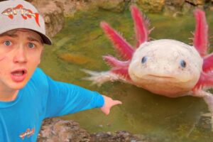 I Found Axolotls in an Abandoned Pond!