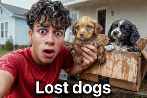 I Found Puppies at our Door..