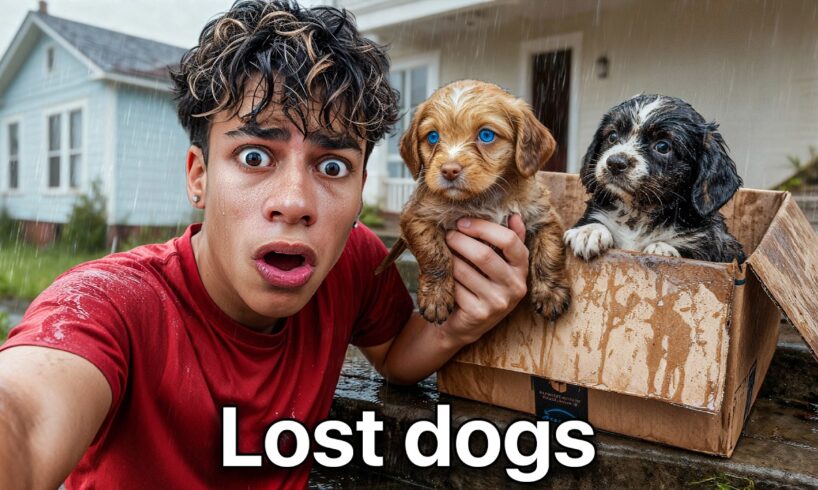 I Found Puppies at our Door..