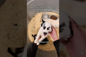 I Went Puppy Shopping! #puppies #pov #real #alone