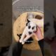 I Went Puppy Shopping! #puppies #pov #real #alone