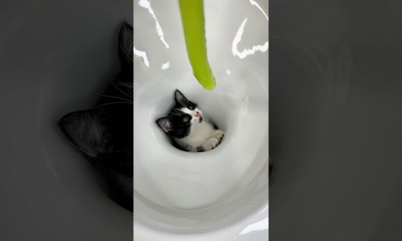 I saved a little kitten🚽💩🐈‍⬛