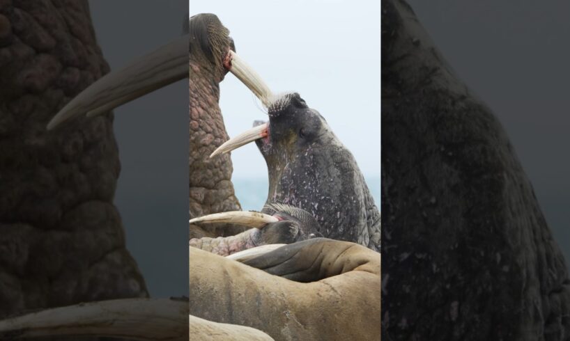 Inside the Arctic: Giant Walrus