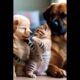 Instant Mood Booster 😍 Cute Animals Playing Together Like One Big Happy Family