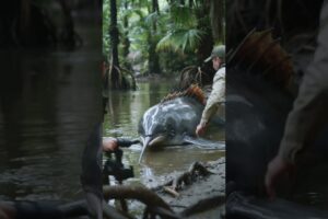 Irrawaddy Dolphin Anomaly Footage.