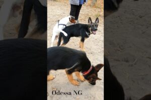 💥Jack Russell 🆚️ German Shepherd. Funny and cute puppies. Odessa.