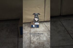 Just a baby 🥺 #puppy #puppylove #shortsvideo #short #cute