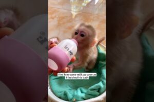 Kind woman rescued baby monkey abused by its mother and then...#love #kindness #animals #cutepet