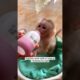 Kind woman rescued baby monkey abused by its mother and then...#love #kindness #animals #cutepet