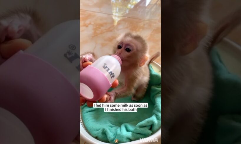 Kind woman rescued baby monkey abused by its mother and then...#love #kindness #animals #cutepet