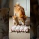 Kittens Cry for Mom and a Gentle Puppy Rescue Moment #cute #puppies #kittens