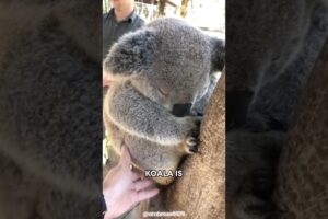 Koala 🐨 The Sleepiest Animal on Earth!