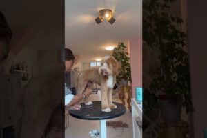 Labradoodle groom #satisfying #labradoodle #dogs #grooming #cute #puppies #satisfyingvideo