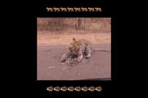 Leopard vs porcupine #animals #leopard