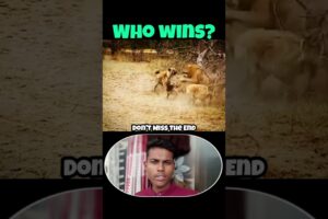 Lion Attacks Hyena, But the Pack Fights Back! | Epic Animal Fight