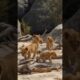 Lion Cubs | Playful Lion Cubs Having Fun | Cute Baby Lions Playing Together in the Wild #lionking